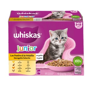 kitten_img