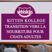 transition-to-adult-food