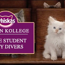 Kitten Kollege: Notre Student Body Divers