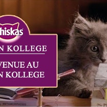 Kitten Kollege: Bienvenue au Kitten Kollege