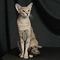 Oriental Shorthair