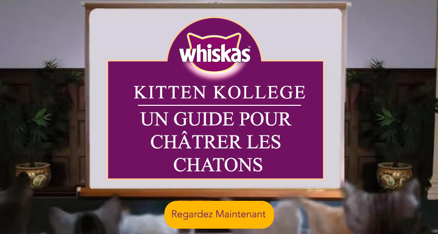 Castration et stérilisation