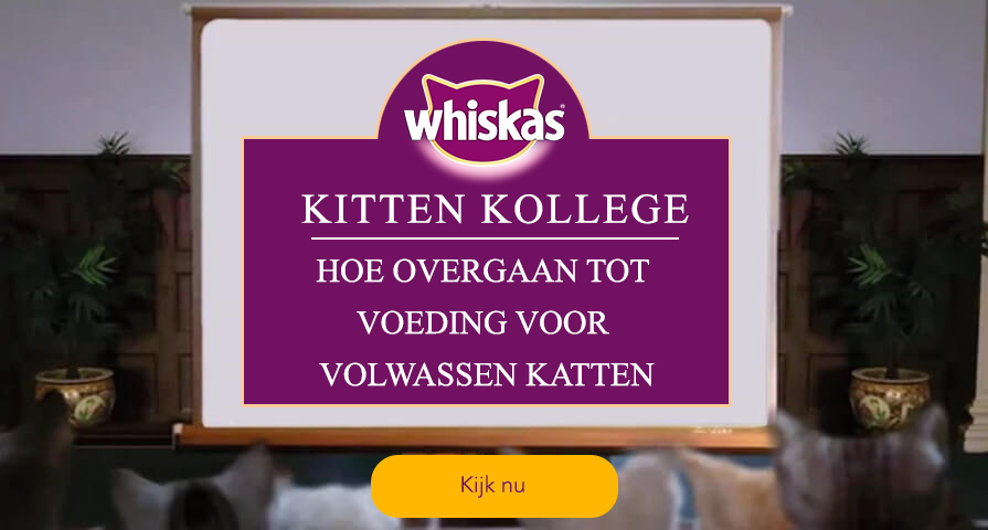 Kitten Kollege: Hoe overgaan tot voeding voor volwassen katten