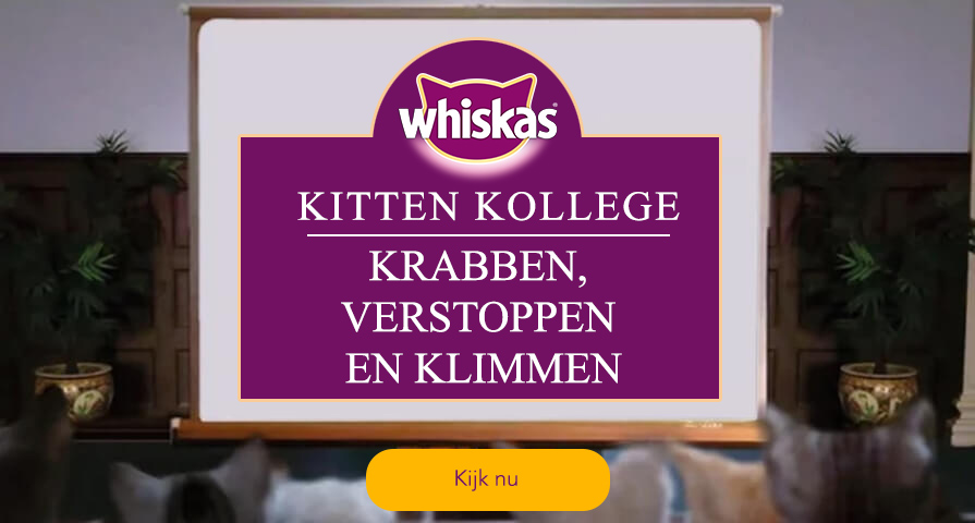 Kitten Kollege: Krabben, verstoppen en klimmen
